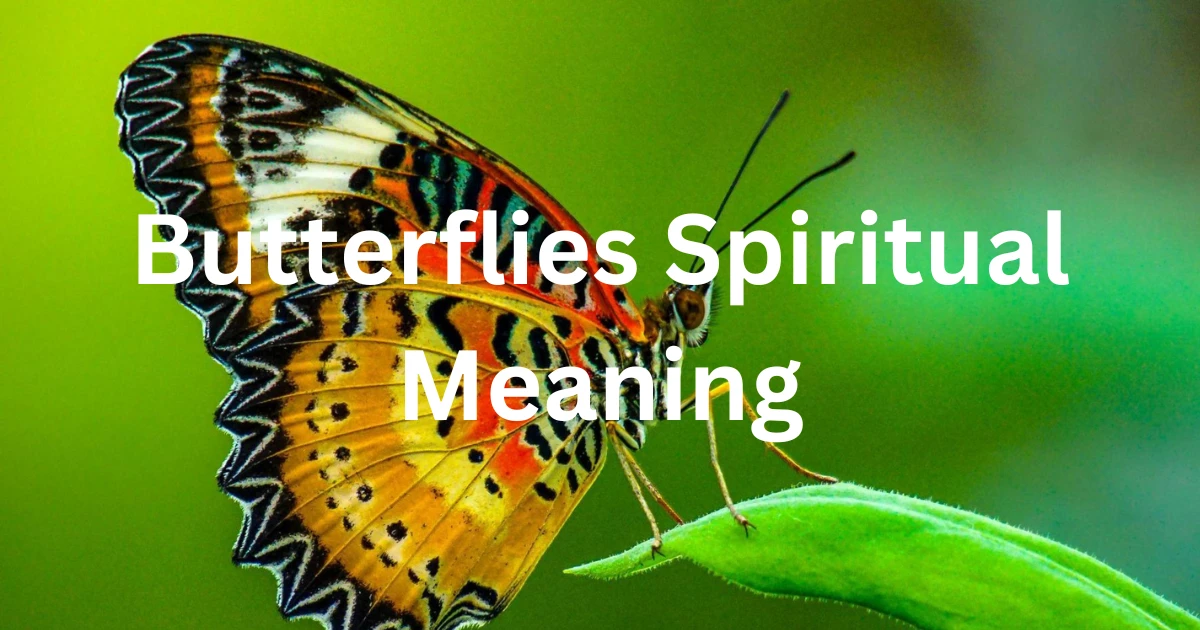 butterflies-spiritual-meaning