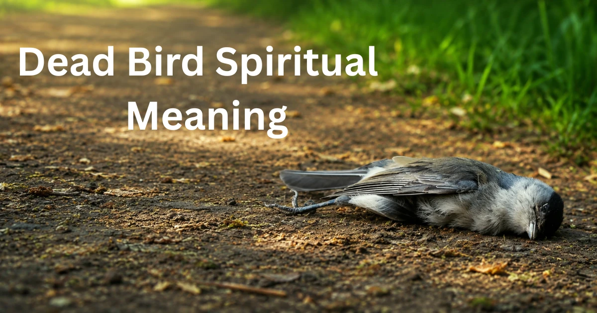 dead bird spiritual meaning