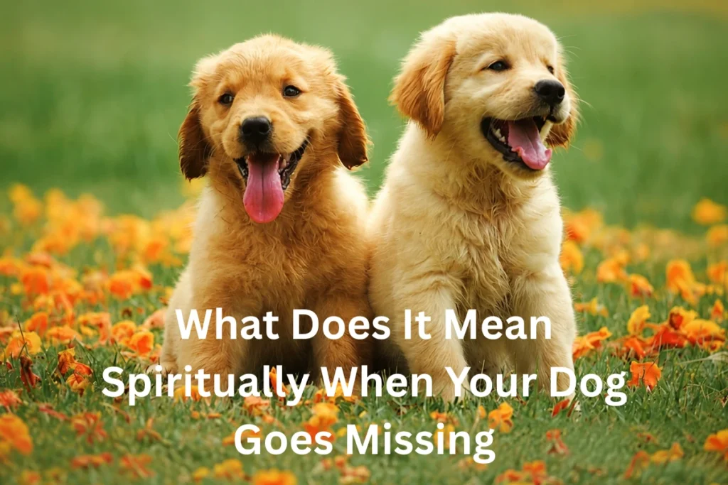 dog goes missing spiritual meaning