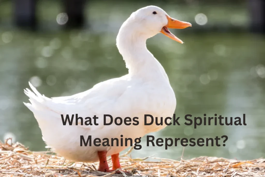 duck spiritual meaning