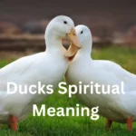 ducks spiritual meanings
