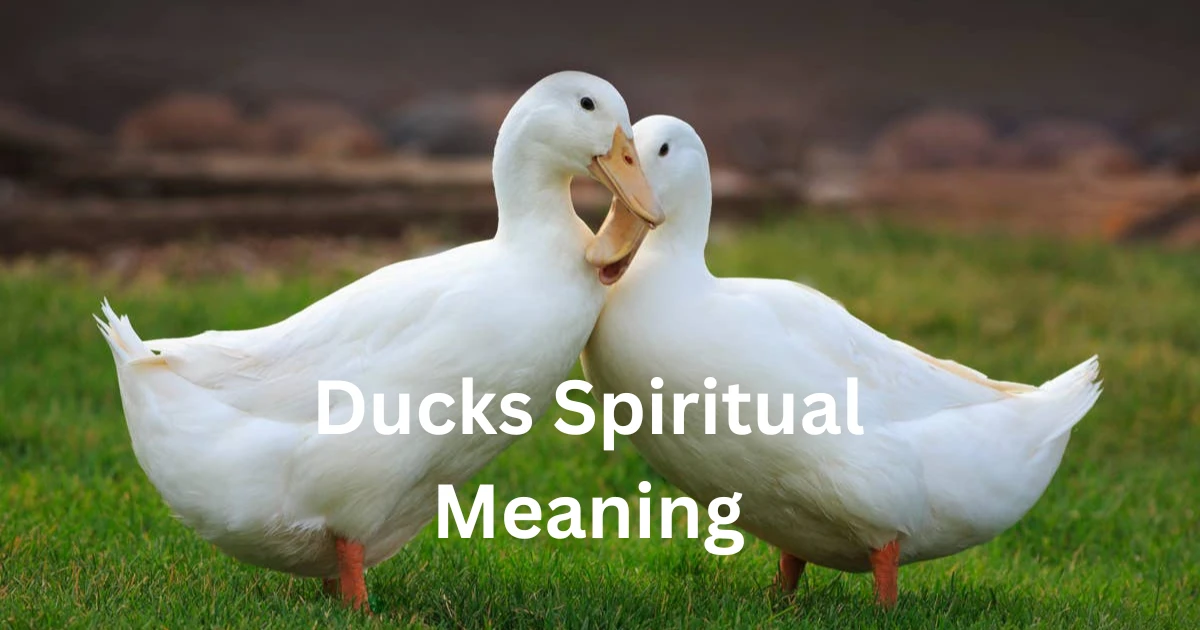 ducks spiritual meanings