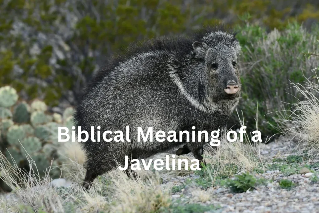 javelina biblical meaning