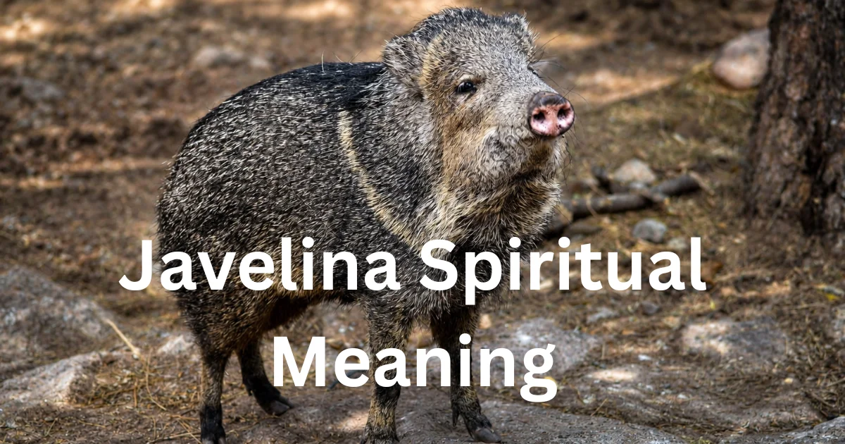 javelina spiritual meaning