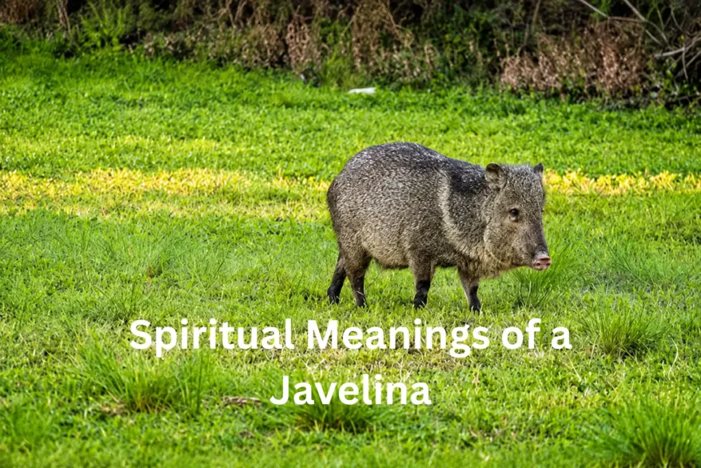 javelina spiritual meanings