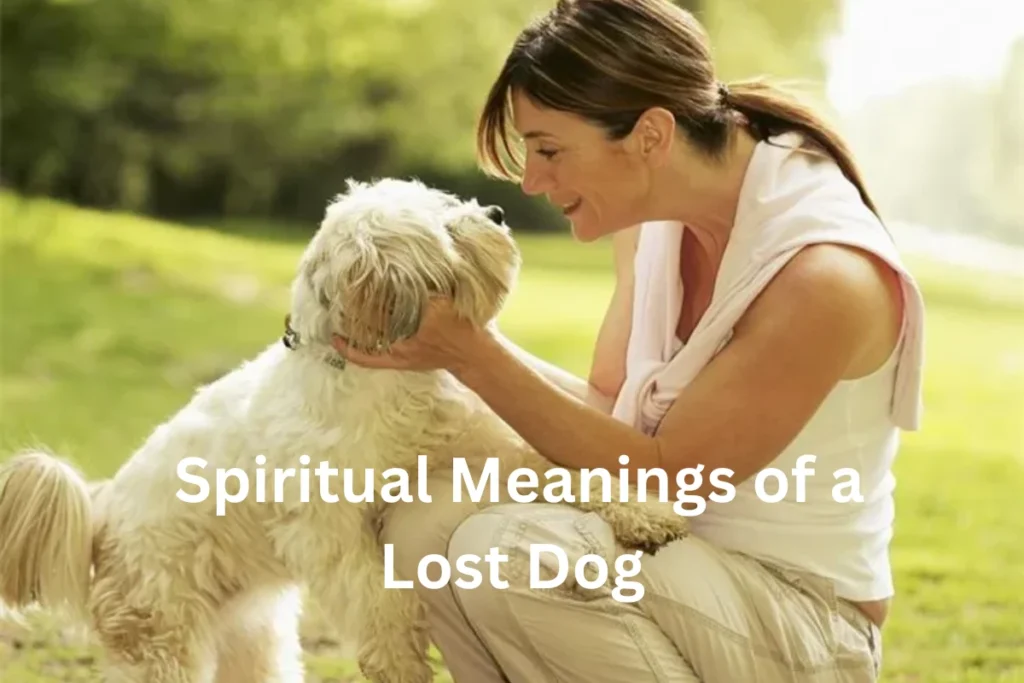 lost dog spiritual meanings