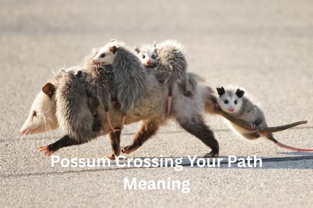 possum crossing path meaning