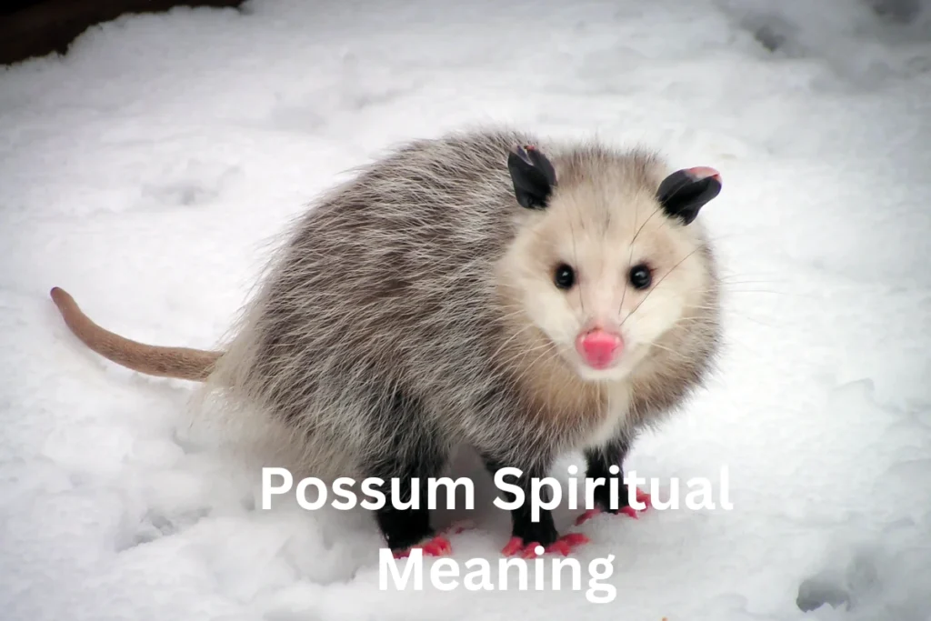possum spiritual meaning