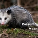 possum spiritual meanings