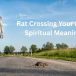rat crossing path spiritual meanings
