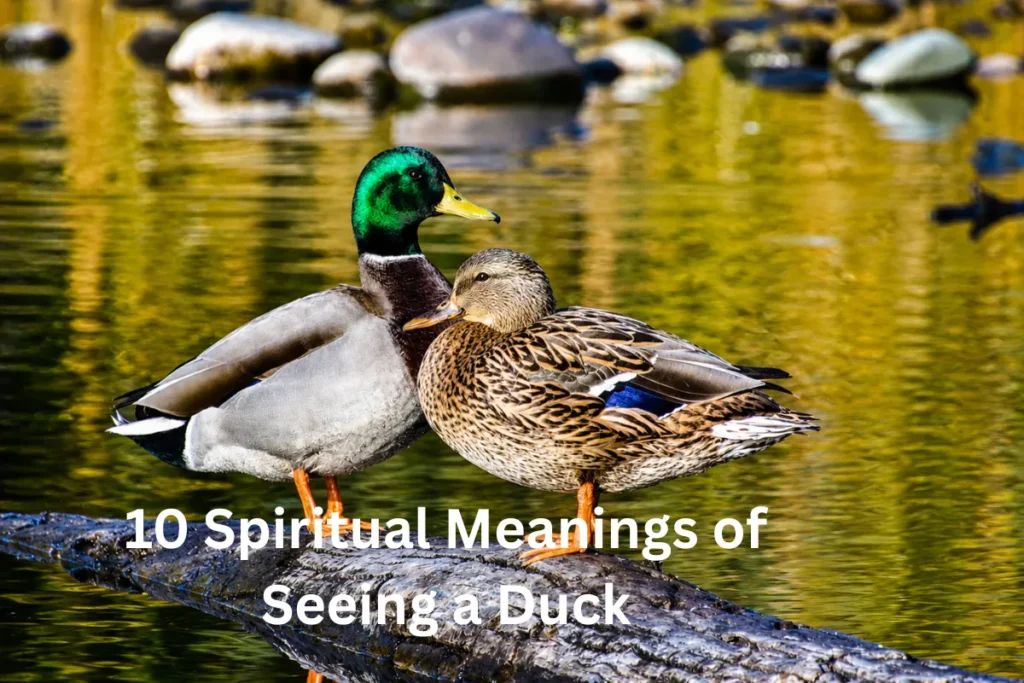 seeing a duck spiritual meanings