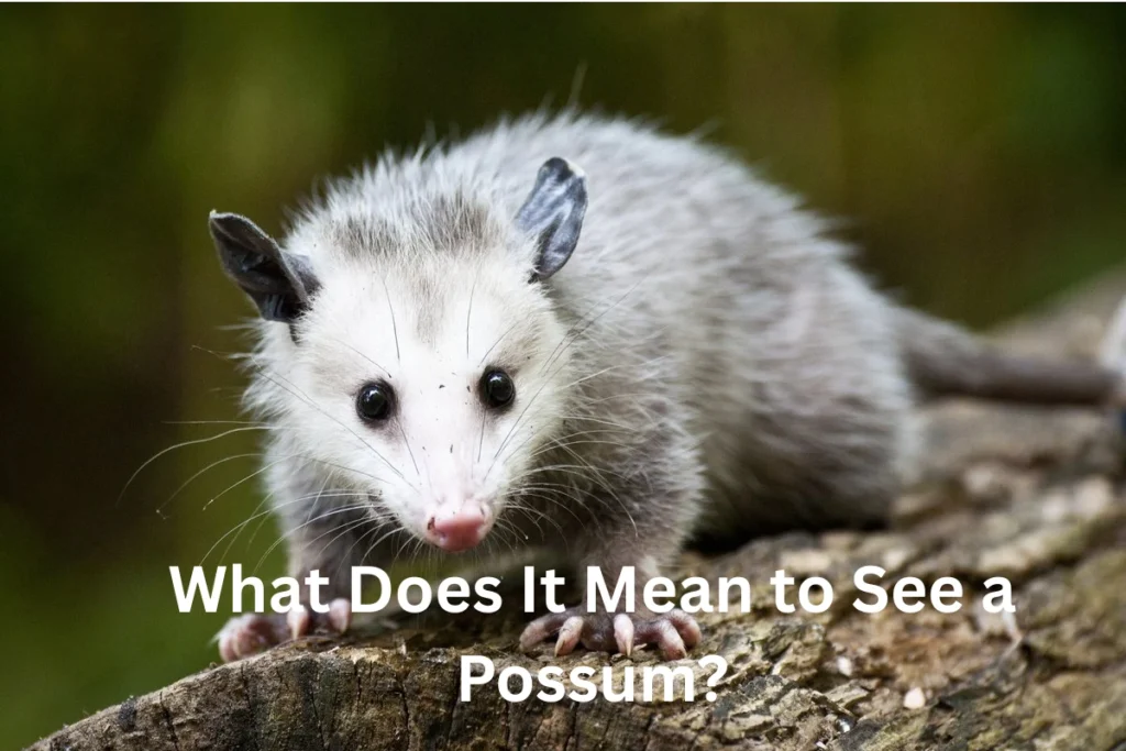 seeing a possum meaning