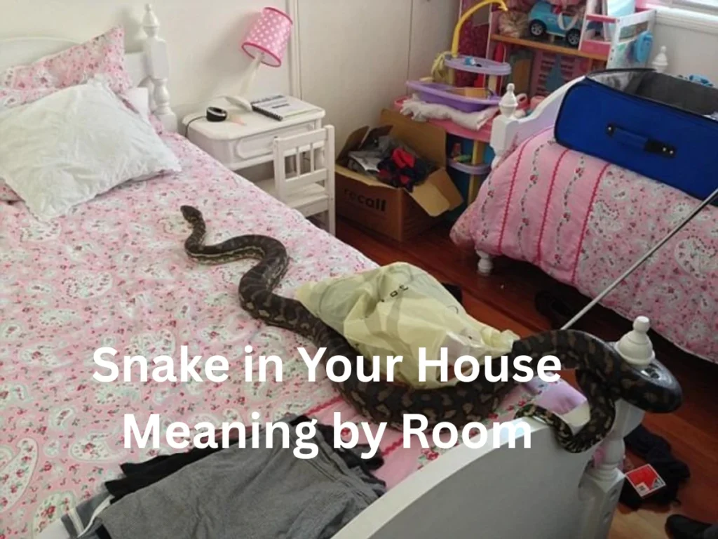 Snake in Your House Meaning by Room