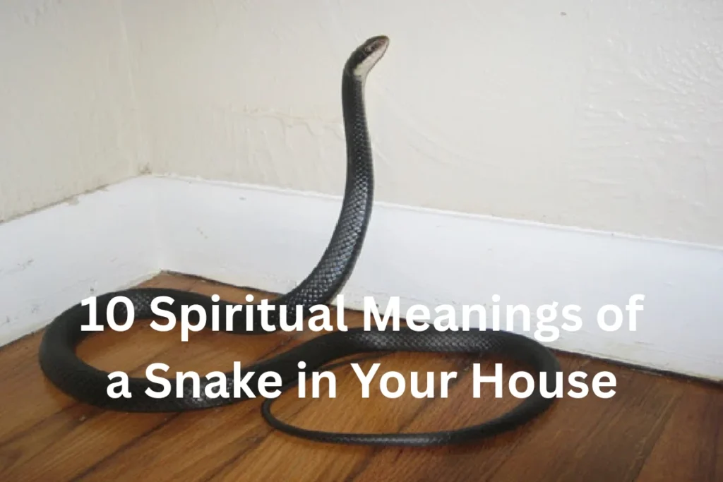 10 Spiritual Meanings of a Snake in Your House