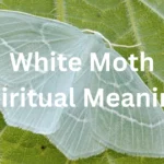 white moth spiritual meaning