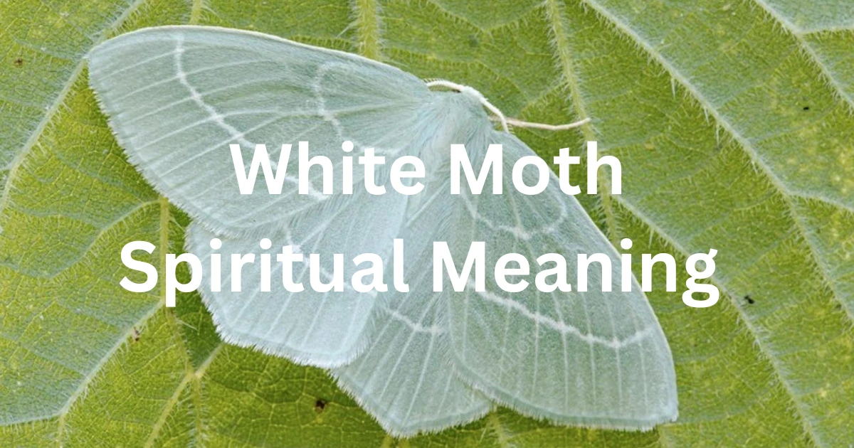 white moth spiritual meaning