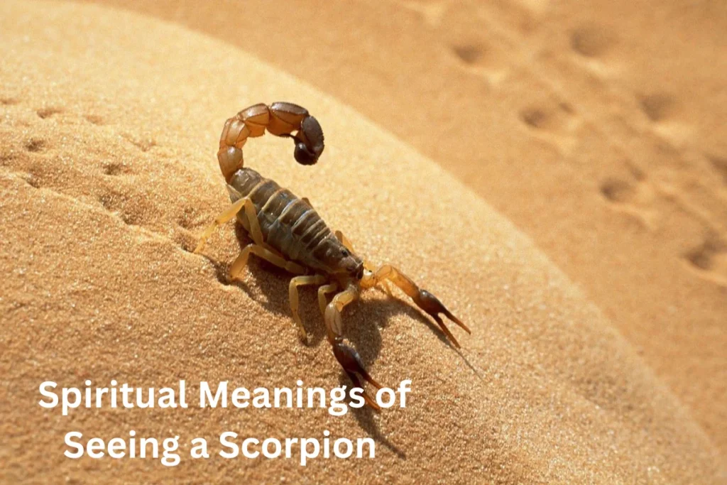 seeing scorpion spiritual meanings